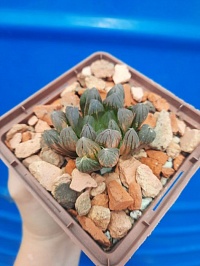 Haworthia Yamada Black variegated, 4,5-5 см