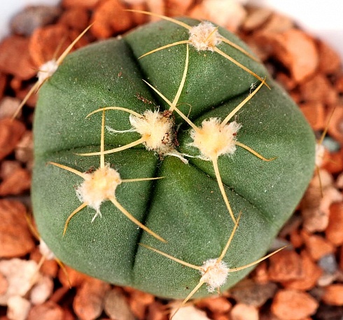 Gymnocalycium Horstii, 4-4,5 см