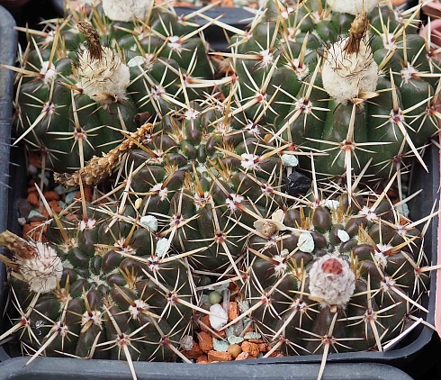 Notocactus submammulosus, 5-7 см