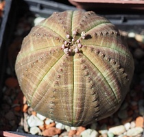 Эуфорбия обеса (Euphorbia obesa), 4-5 см