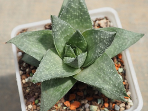 Гастералоэ Грэй Гост (Gasteraloe Grey Ghost), 3-4 см