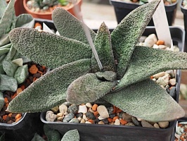 Гастерия батесиана Барбертон (Gasteria batesiana Barberton), 8-10 см