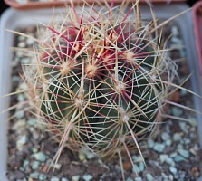 Thelocactus bicolor, 4-5 см