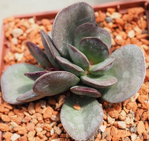 Адромисхус макулатус Бургунди (Adromischus maculatus cv. Burgundii), 4-6 см