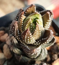 Хавортия Рейнвардта (Haworthia rеinwаrdtii),4-6 см