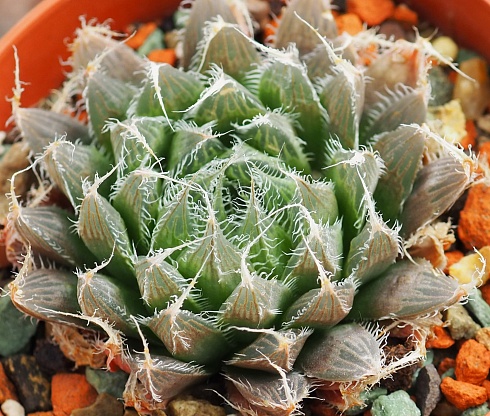 Хавортия болюса блекбердиана (Haworthia bolusii v.blackbeardiana), 6-8 см