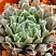 Хавортия болюса блекбердиана (Haworthia bolusii v.blackbeardiana), 6-8 см