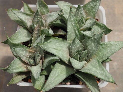 Гастералоэ Грэй Гост (Gasteraloe Grey Ghost), 3-4 см