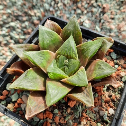 Хавортия гибрид AS-H-25 (Haworthia hybrid AS-H-23), 6-7 см