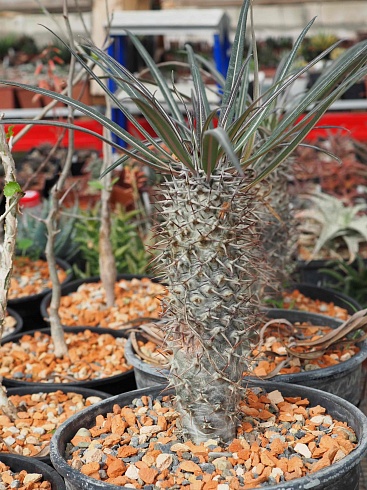 Пахиподиум гея (Pachypodium geayi), 25-30 см