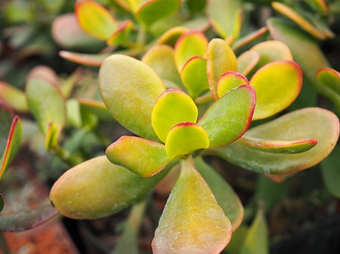 Крассула овата (Crassula ovata), 5-6 см черенок н/у