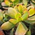 Крассула овата (Crassula ovata), 5-6 см черенок н/у