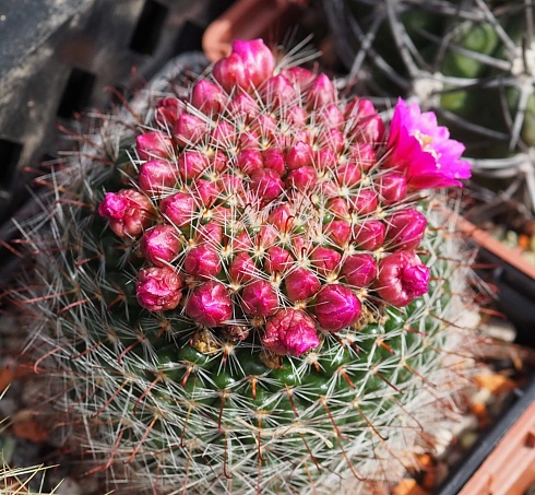 Mammillaria zeilmanniana, 4-5 см