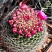 Mammillaria zeilmanniana, 4-5 см