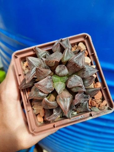 Haworthia magnifica v. atrofusca mutant, куст 8-9 см