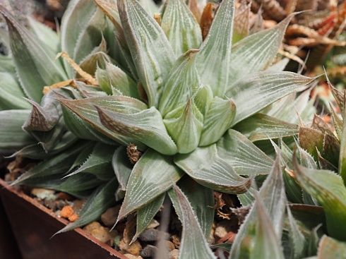 Хавортия цимбиформис Грэй Хост (Haworthia cymbiformis Grey Ghost), 8-10 см 