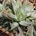 Хавортия цимбиформис Грэй Хост (Haworthia cymbiformis Grey Ghost), 8-10 см 