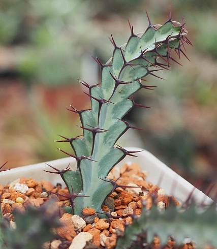 Эуфорбия гринвэй (euphorbia greenwayi), 4-5 см черенок н/у