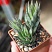 Хавортия глаука (Haworthia glauca), 5-6 см одиночная