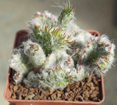 Austrocylindropuntia vestita f. cristata, 6-8 см куст