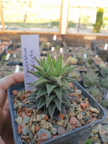 Хавортия касита (Haworthia cassytha), 2-3 см