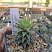 Хавортия касита (Haworthia cassytha), 2-3 см