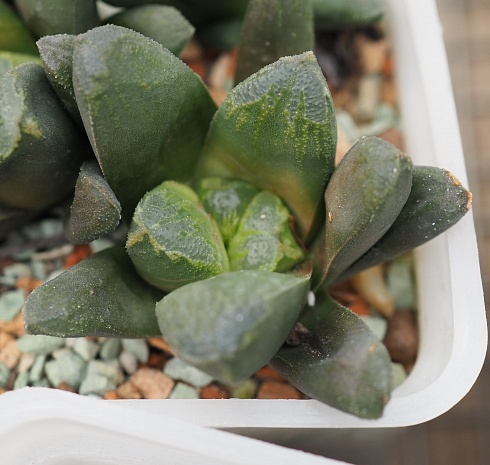 Хавортия трунката Лайм Грин x  маугхани (Haworthia truncata Lime Green х maughanii), 5-6 см