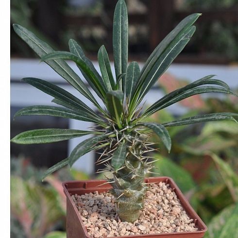 Пахиподиум Ламера (Pachypodium lamerei), 6-8 см