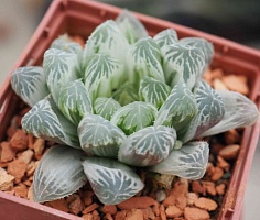 Хавортия купера Брайан Макин (Haworthia cooperi cv. Bryan Makin), 4-6 см