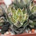 Хавортия Рейнвардта (Haworthia rеinwаrdtii),4-6 см