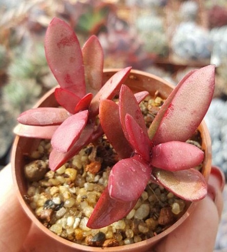 Крассула субакаулис (Crassula subacaulis subsp. erosula), 4-6 см, черенок н/у