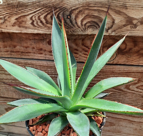 Agave 'Shaka Zulu' 17-18 см  