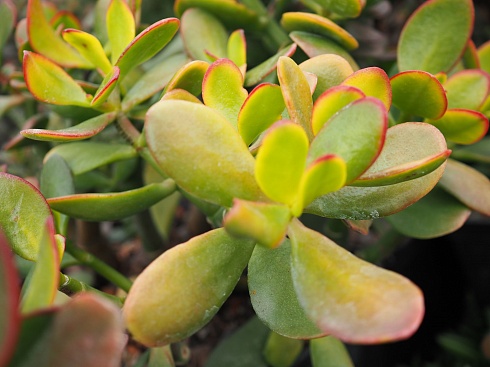 Крассула овата (Crassula ovata), 5-6 см черенок н/у