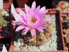 Gymnocalycium damsii v tucavocense L361, 5-6 см