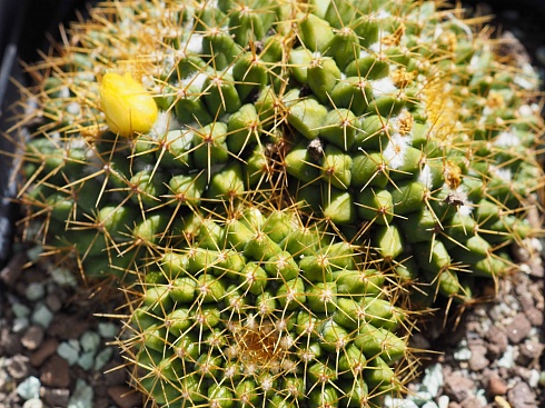 Mammillaria marksiana, 11-13 см куст