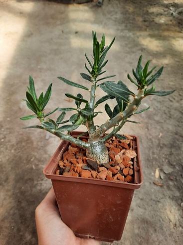 Pachypodium bispinosum, 2,5-3 см