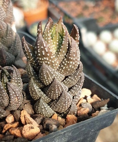 Хавортия Рейнвардта (Haworthia rеinwаrdtii),4-6 см