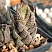 Хавортия Рейнвардта (Haworthia rеinwаrdtii),4-6 см