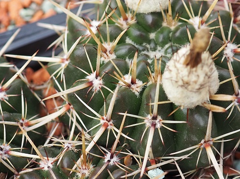 Notocactus submammulosus, 5-7 см