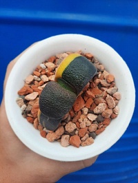 Gasteria armstrongii.f.variegata - 5,5-6 см