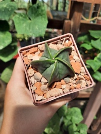 Astrophytum myriostigma var. nudum 4-5 см 