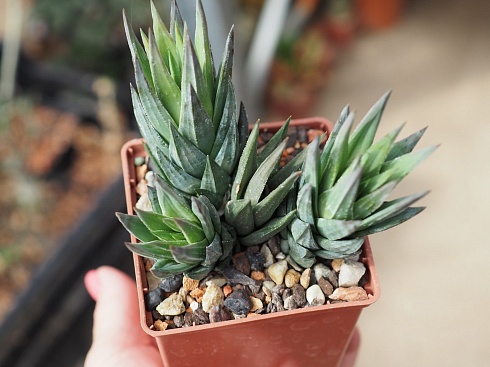 Хавортия глаука (Haworthia glauca), 10-12 см куст