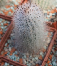 Сleistocactus strausii, 4-6 см