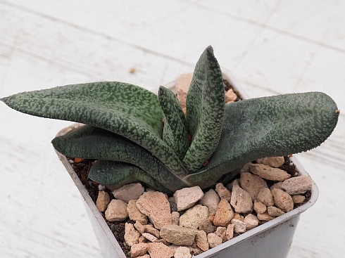 Гастерия Павэр (Gasteria Power), 9-10 см