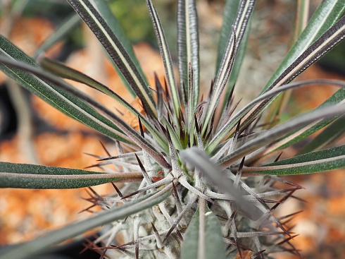 Пахиподиум гея (Pachypodium geayi), 25-30 см