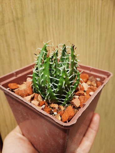 Aloe erinacea, 6-7 см