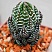 Хавортия Рейнвардта Зебрина (Haworthia reinwardtii cv. Zebrina), 4-6 см