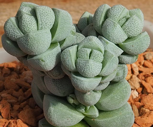 Крассула децептор (Crassula deceptor), 1,5-2 см черенок н/у