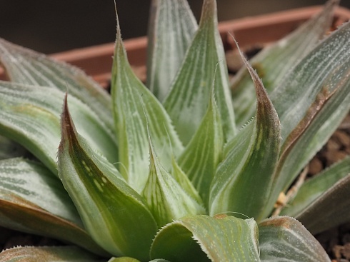 Хавортия цимбиформис Грэй Хост (Haworthia cymbiformis Grey Ghost), 8-10 см 