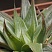 Хавортия цимбиформис Грэй Хост (Haworthia cymbiformis Grey Ghost), 8-10 см 